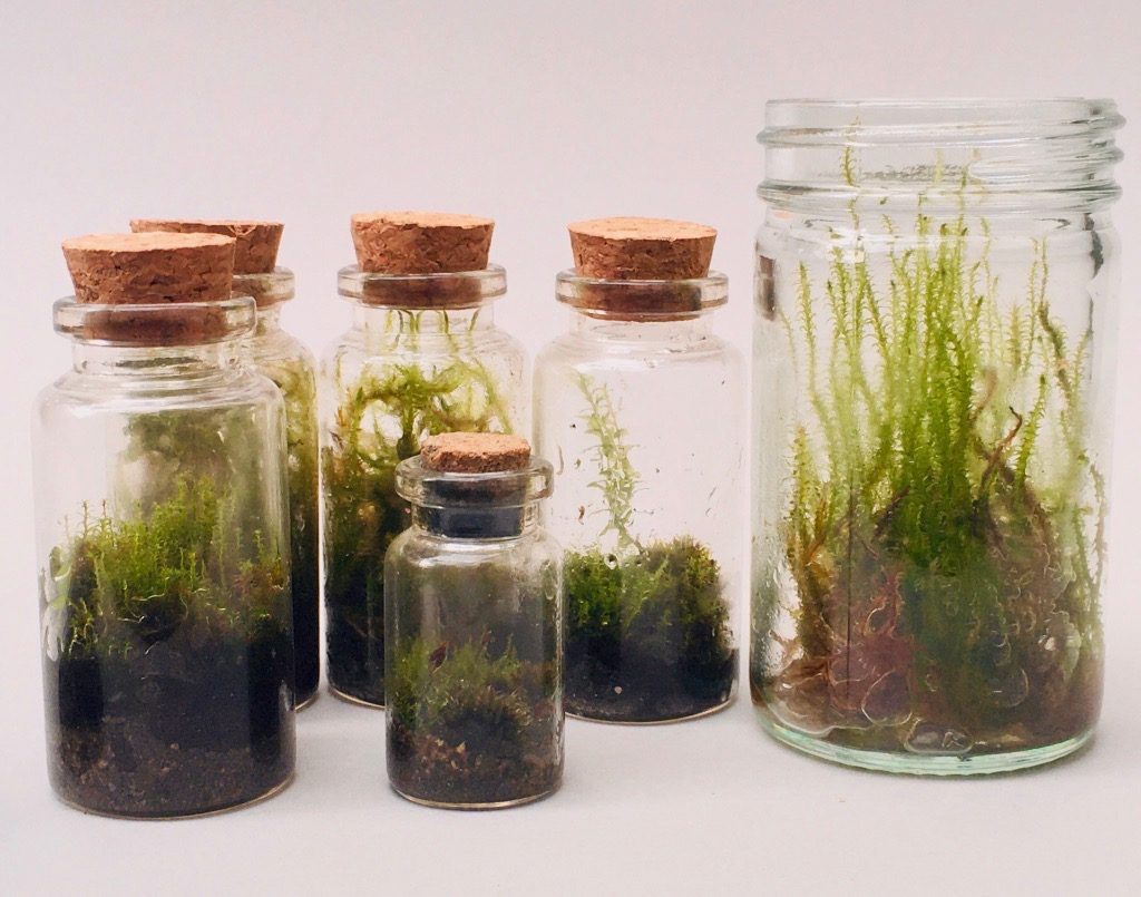 Terrarium experiments 2012-2021 – Antony Hall