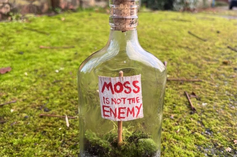 Mini terrarium I made using moss (and other plants) I found on walls and in  the park : r/Mosses